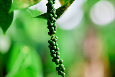 Bunch of organic fresh green pepper in the garden