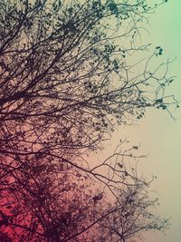 Low angle view of bare trees against sky