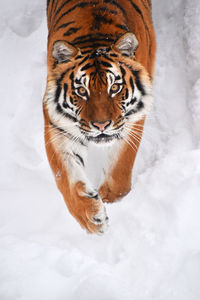 Portrait of cat in snow