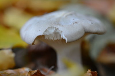 Close-up of mushroom