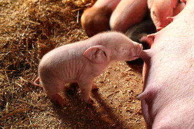 Close-up of piglets feeding on pig at farm