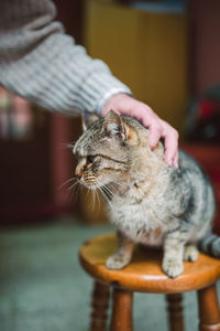 Close-up of cat looking away