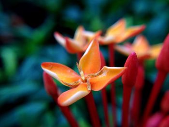Close-up of orange flower