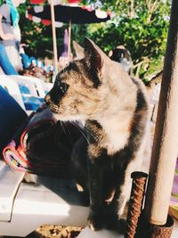 Close-up of cat drinking water
