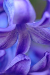 Close-up of purple flower