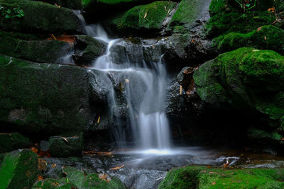 Scenic view of waterfall in forest