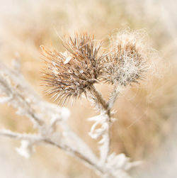 Close-up of thistle