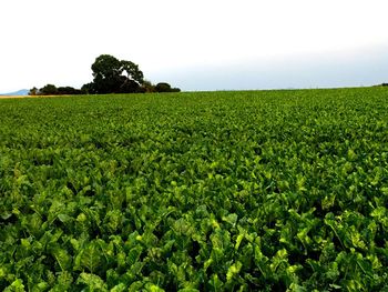 Scenic view of agricultural field against clear sky