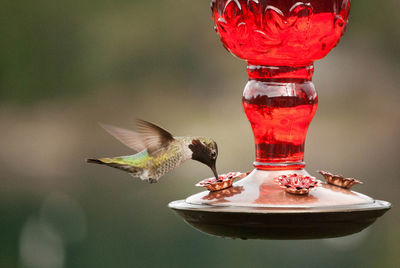 Close-up of red bird flying