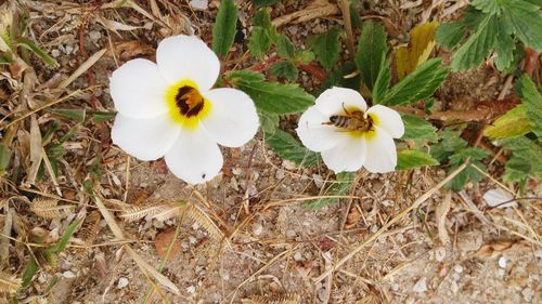 Close-up of white flowers blooming in field
