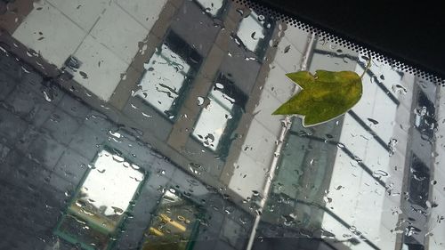 Reflection of trees in puddle