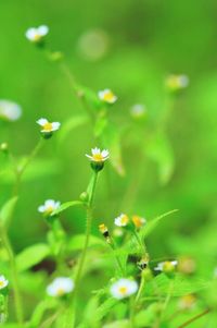 Close-up of flowers