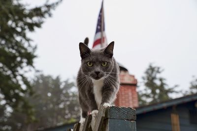 Portrait of cat on railing against american flag