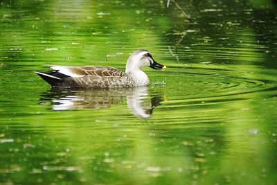 Swan swimming in lake