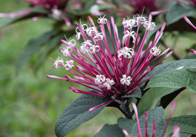 Close-up of pink flowering plant