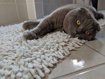 Portrait of cat lying on floor at home