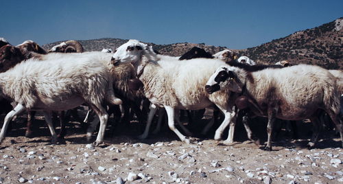 Sheep on landscape