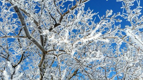 Low angle view of bare tree against clear blue sky