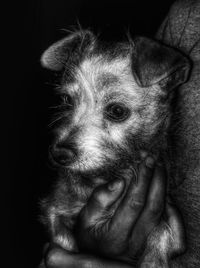 Close-up of dog with hand on black background