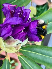 Close-up of bee on purple flower