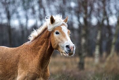 Close-up of a horse on field