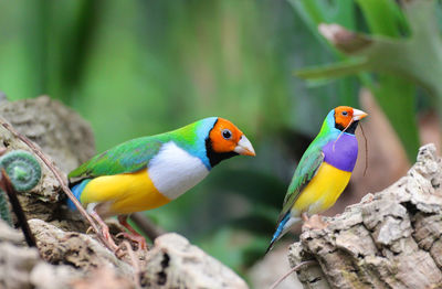 Close-up of parrot perching on leaf