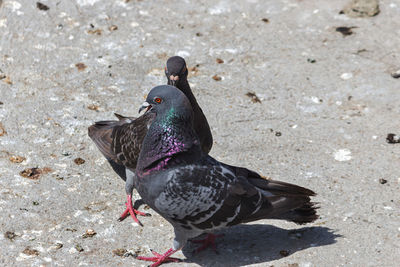 High angle view of bird on beach