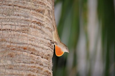 Close-up of lizard on tree trunk