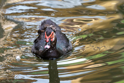 High angle view of duck swimming in lake