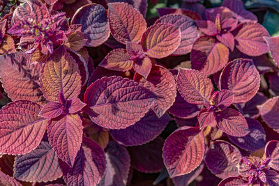 Full frame shot of red flowering plant