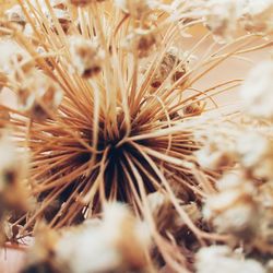 Close-up of wilted plant on field