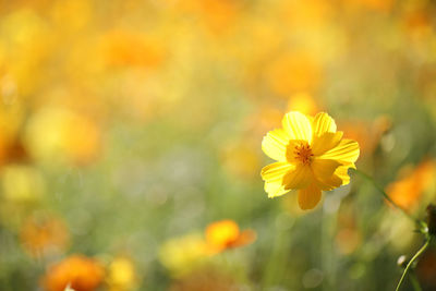 Close-up of yellow flowering plant 