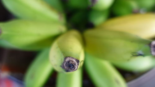 Close-up of bananas