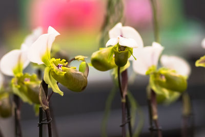 Close-up of flowering plant