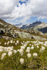 Close-up of flowers growing on landscape against sky