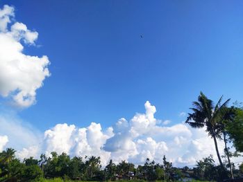 Low angle view of birds flying against blue sky