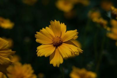 Close-up of yellow cosmos flower