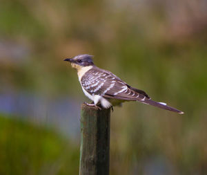 Close-up of bird perching on wood