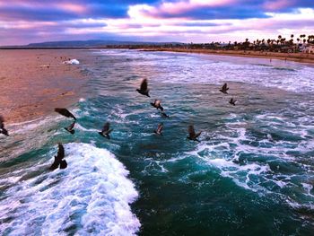 Flock of birds on beach