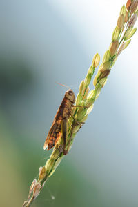 Close-up of insect on plant