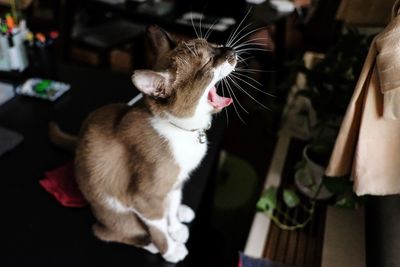 Close-up of cat at home