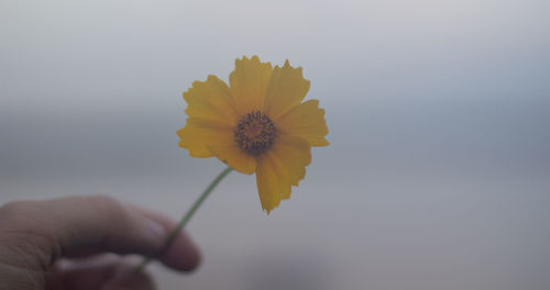 Close-up of hand holding yellow flower