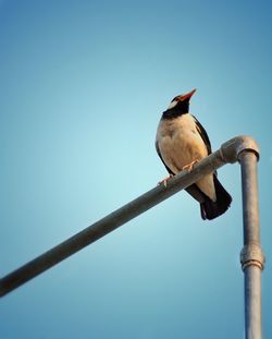 Low angle view of bird perching on pole against clear blue sky