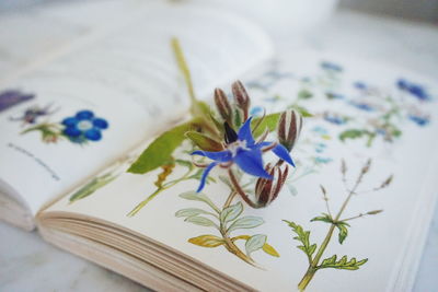 Close-up of flower on book