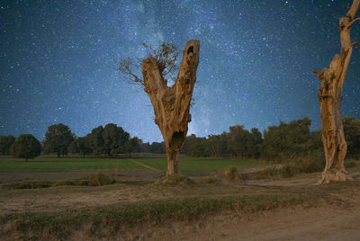 Tree trunk on field against sky at night
