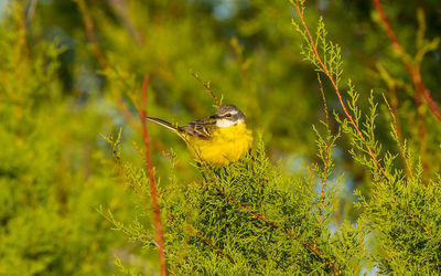 Close-up of bird perching on a plant