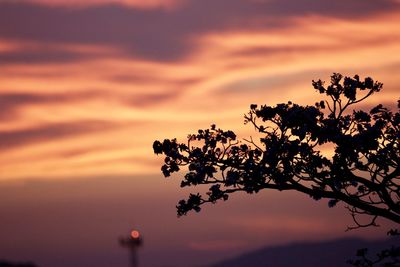 Silhouette tree against dramatic sky during sunset