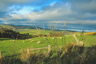 Scenic view of farm against sky