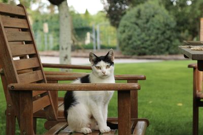 Portrait of cat sitting on chair