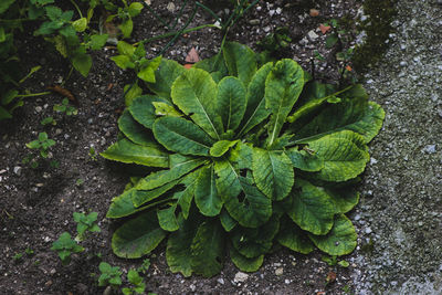 High angle view of plant growing on field